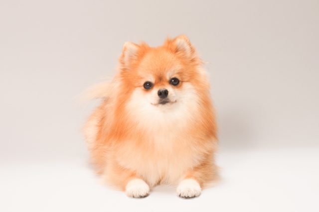 ペット可物件特集